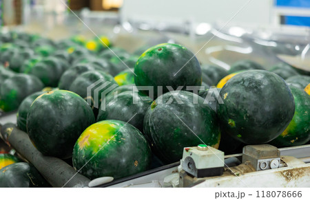 Ripe watermelons with green rind on belt of sorting industrial machine Ripe watermelons with green rind on belt of sorting industrial machine 118078666