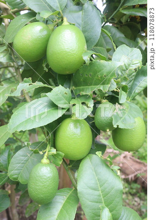 Lemons on tree in farm for harvest Lemons on tree in farm for harvest 118078873
