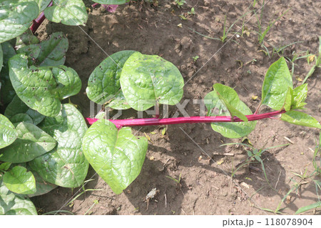 Malabar spinach on farm for harvesting 118078904