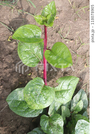 Malabar spinach on farm for harvesting Malabar spinach on farm for harvesting 118078905