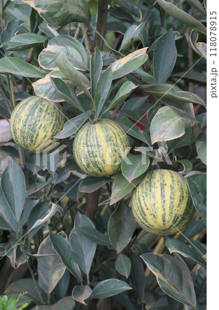 Variegated Malta orange fruit on tree in farm 118078915