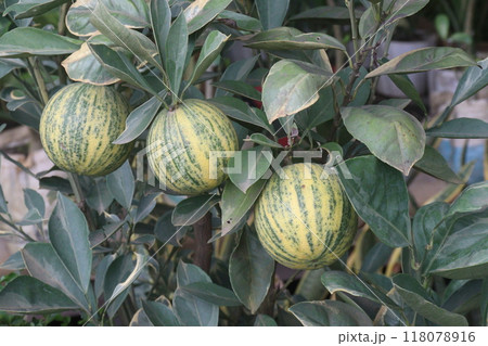 Variegated Malta orange fruit on tree in farm Variegated Malta orange fruit on tree in farm 118078916