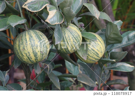 Variegated Malta orange fruit on tree in farm Variegated Malta orange fruit on tree in farm 118078917