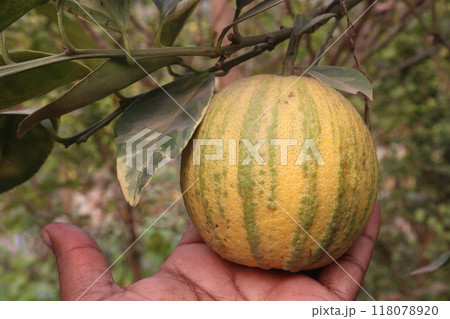 Variegated Malta orange fruit on tree in farm 118078920