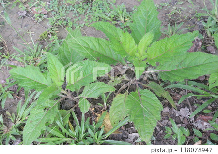 Salvia glutinosa on forest it's medicinal plant 118078947