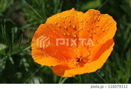 California poppy flower is a herbaceous plant of the poppy family. 118079312