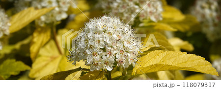 Diabolo flowers close up very delicate and beautiful Diabolo flowers close up very delicate and beautiful 118079317