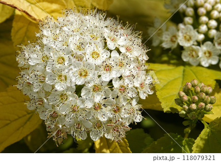 Diabolo flowers close up very delicate and beautiful 118079321