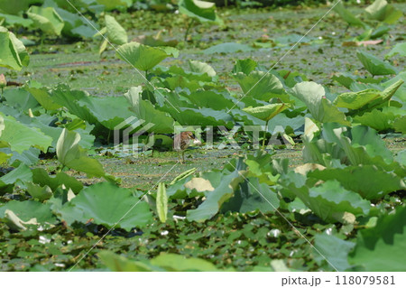 大きな鮒を捕まえたアカガシラサギ 118079581