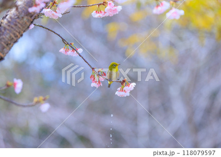満開の桜の枝にとまるメジロ 118079597