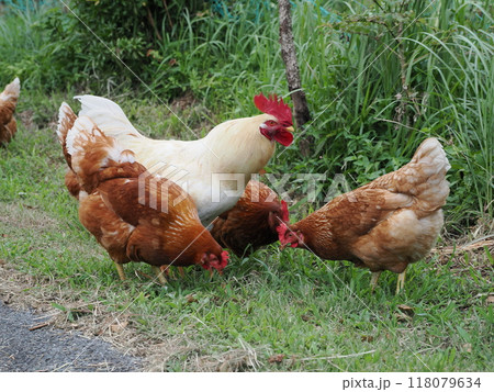鶏の放し飼い 鶏の放し飼い 118079634