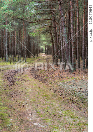 Trail in the coniferous pine forest of Curonian spit national Park. Russia 118079645