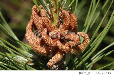 Pine twisted tree branch in spring bloom Pine twisted tree branch in spring bloom 118079745