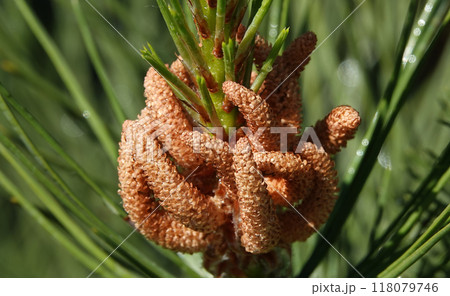 Pine twisted tree branch in spring bloom 118079746