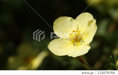 Flower Cinquefoil bush or Kuril tea or Cinquefoil is a shrub plant, family Rosaceae Flower Cinquefoil bush or Kuril tea or Cinquefoil is a shrub plant, family Rosaceae 118079766