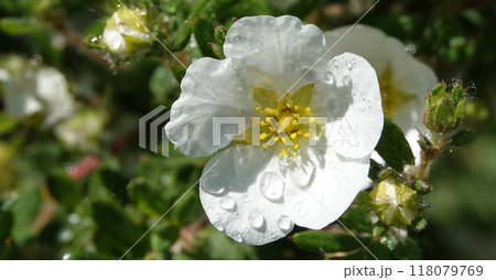 Flower Cinquefoil bush or Kuril tea or Cinquefoil is a shrub plant, family Rosaceae Flower Cinquefoil bush or Kuril tea or Cinquefoil is a shrub plant, family Rosaceae 118079769