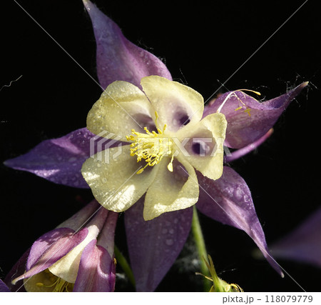 Columbine flower is a plant with delicate flowers 118079779