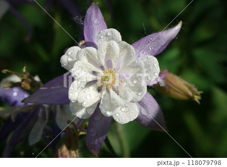 Columbine flower is a plant with delicate flowers 118079798