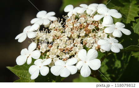 Viburnum vulgare during flowering white flowers Viburnum vulgare during flowering white flowers 118079812