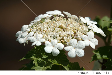 Viburnum vulgare during flowering white flowers 118079814