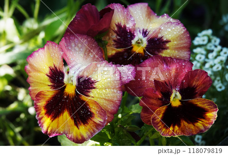 Viola Viola or Garden Pansy is a perennial herbaceous plant of the Violet family. 118079819