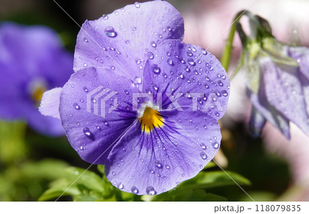Viola Viola or Garden Pansy is a perennial herbaceous plant of the Violet family. Viola Viola or Garden Pansy is a perennial herbaceous plant of the Violet family. 118079835