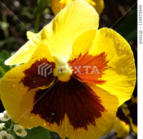 Viola Viola or Garden Pansy is a perennial herbaceous plant of the Violet family. 118079840