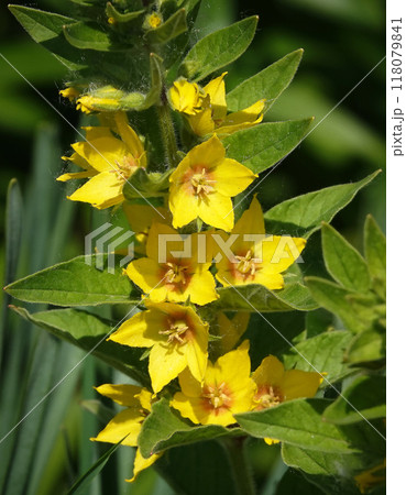 Yellow or Garden Loosestrife - a plant with delicate yellow flowers 118079841