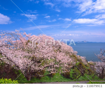 赤穂御崎の満開の桜（赤穂東御崎公園展望台より） 118079911