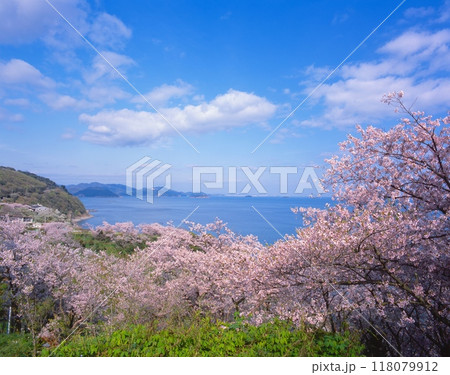赤穂御崎の満開の桜（赤穂東御崎公園展望台より） 118079912