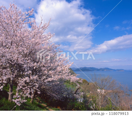 赤穂御崎の満開の桜(赤穂東御崎公園展望台より) 赤穂御崎の満開の桜(赤穂東御崎公園展望台より) 118079913