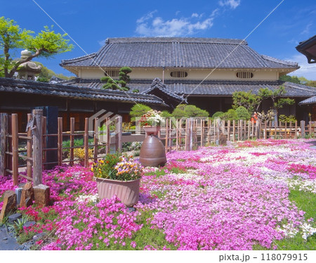 「国登録有形文化財」旧来住家(きゅうきしけ)住宅、梅吉亭の満開の芝桜の庭園 「国登録有形文化財」旧来住家(きゅうきしけ)住宅、梅吉亭の満開の芝桜の庭園 118079915