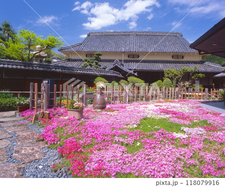 「国登録有形文化財」旧来住家(きゅうきしけ)住宅、梅吉亭の満開の芝桜の庭園 「国登録有形文化財」旧来住家(きゅうきしけ)住宅、梅吉亭の満開の芝桜の庭園 118079916