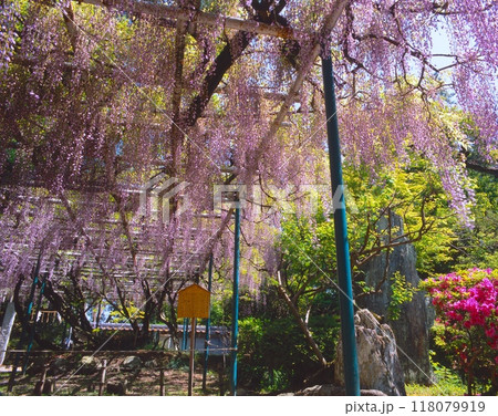 播磨、魚住にある住吉神社のご神木「祓除の藤(はらいのふじ)」(ノダフジ、野田藤)/「瀬戸内海国立公園 播磨、魚住にある住吉神社のご神木「祓除の藤(はらいのふじ)」(ノダフジ、野田藤)/「瀬戸内海国立公園 118079919