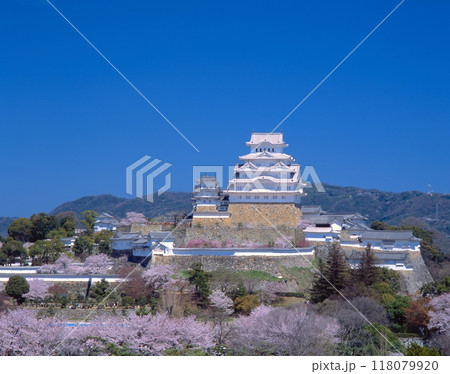 「世界文化遺産」「国宝」姫路城（白鷺城）と満開の桜/イーグレひめじより全景を撮影/姫路城十景の一つ 118079920