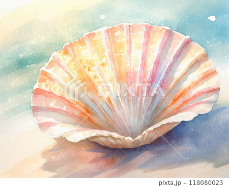 水彩画で描かれた帆立 118080023