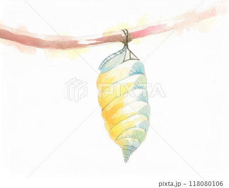 水彩画で描かれた蛹 水彩画で描かれた蛹 118080106
