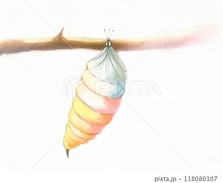 水彩画で描かれた蛹 118080107