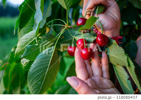 Woman hands gently touching ripe, red and juicy cherries in a cherry orchard Woman hands gently touching ripe, red and juicy cherries in a cherry orchard 118080437
