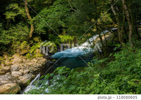 冬の菊池渓谷の水の流れが美しい渓谷美風景 冬の菊池渓谷の水の流れが美しい渓谷美風景 118080605