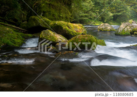 冬の菊池渓谷の水の流れが美しい渓谷美風景 118080685