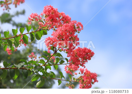 もも色のサルスベリ　花と果実　　 118080733