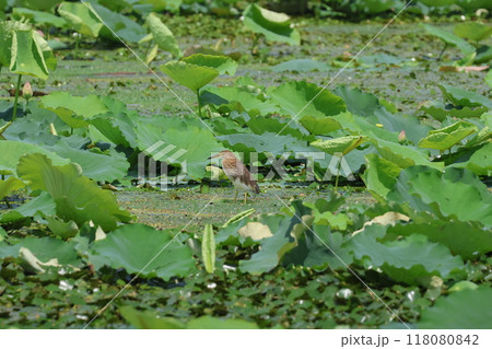 オニバスの葉にとまるアカガシラサギ 118080842