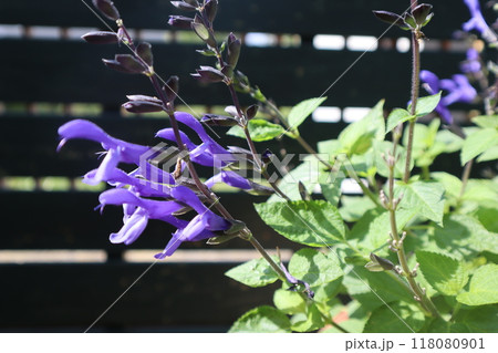 スーパーサルビアの紫の花 スーパーサルビアの紫の花 118080901