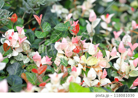 赤とピンク色の葉が混じったハツユキカズラ（初雪葛） 118081030