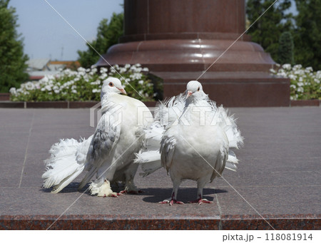 Purebred white pigeons in a park in Samarkand, Uzbekistan Purebred white pigeons in a park in Samarkand, Uzbekistan 118081914