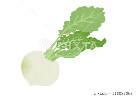 カブの手描き風イラスト 118082062