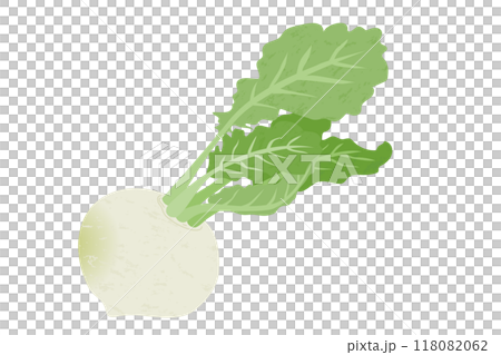 カブの手描き風イラスト 118082062