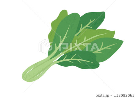 小松菜の手描き風イラスト 118082063