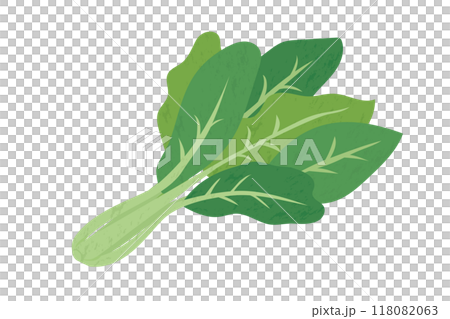 小松菜の手描き風イラスト 118082063